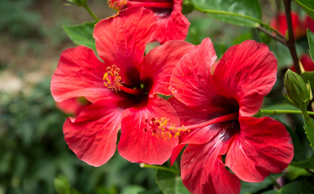 9 Hibiscus Flower Parts: Names and Functions? (+ Graphic)