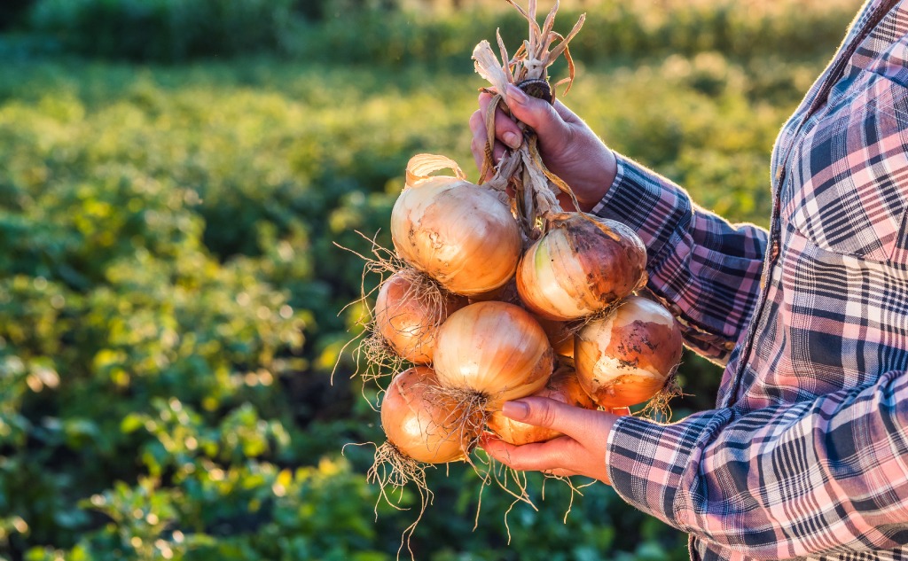 7 Parts of an Onion: Their Names and Functions? (+ Graphic)