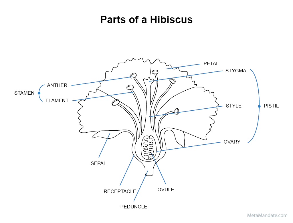 Parts of a hibiscus labelled.
