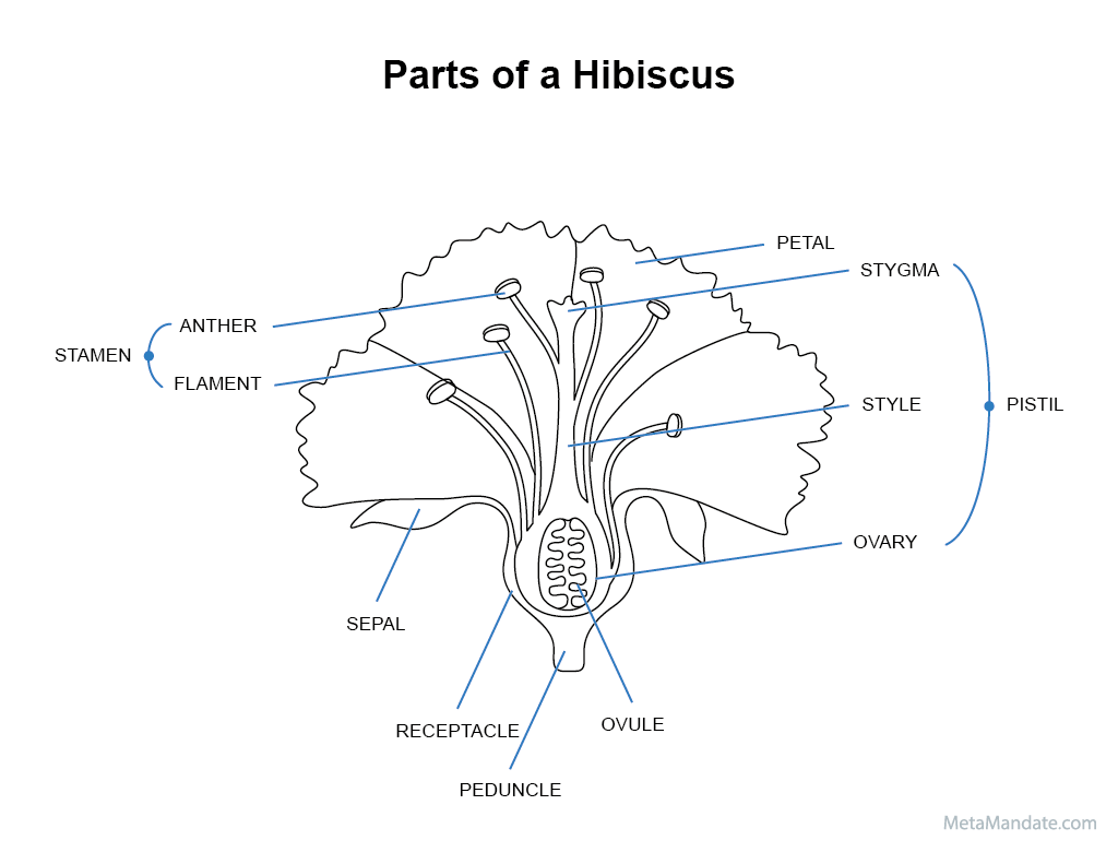 Diagram Of Hibiscus Flower