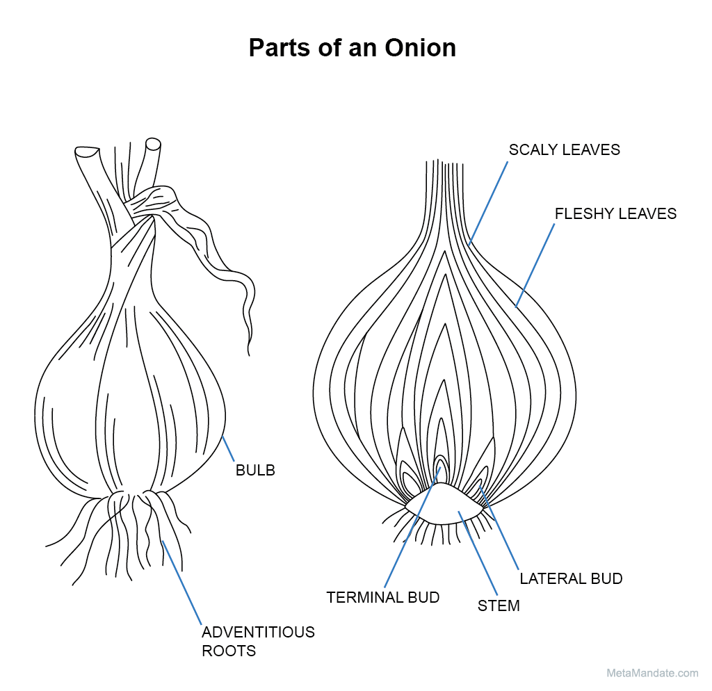 Parts of an onion labeled.